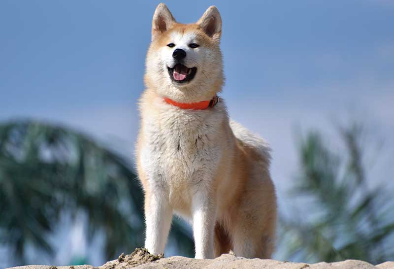 perro akita inu japones