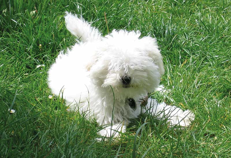 perro bolognese acostado en la hierba
