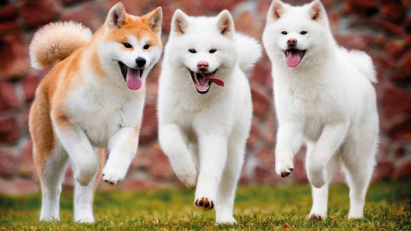 tres akita inu