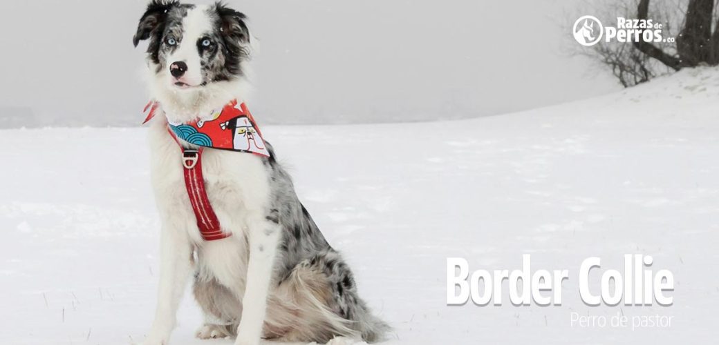 raza de perro border collie