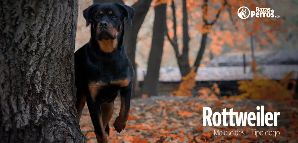 raza de perro rottweiler