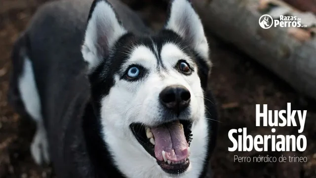 raza de perro husky siberiano