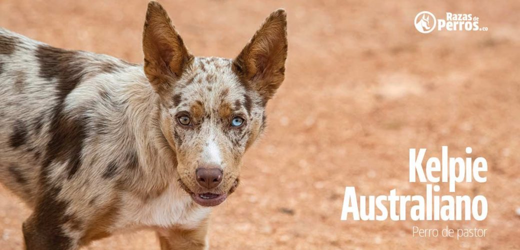 raza de perro kelpie australiano