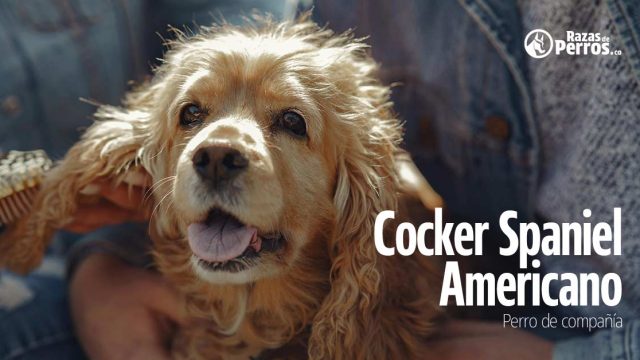 Cocker spaniel americano perro levantador de caza