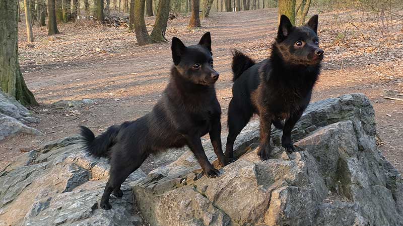 perros schipperke