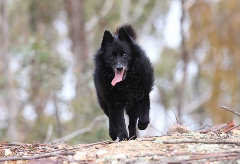 perro schipperke caminando