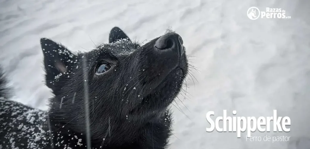 raza de perro schipperke