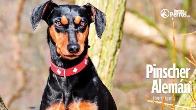 raza de perro pinscher aleman