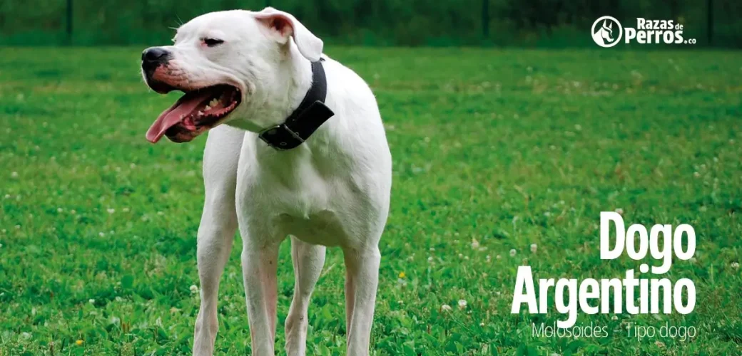 raza de perro dogo argentino