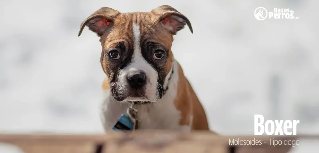 raza de perro boxer