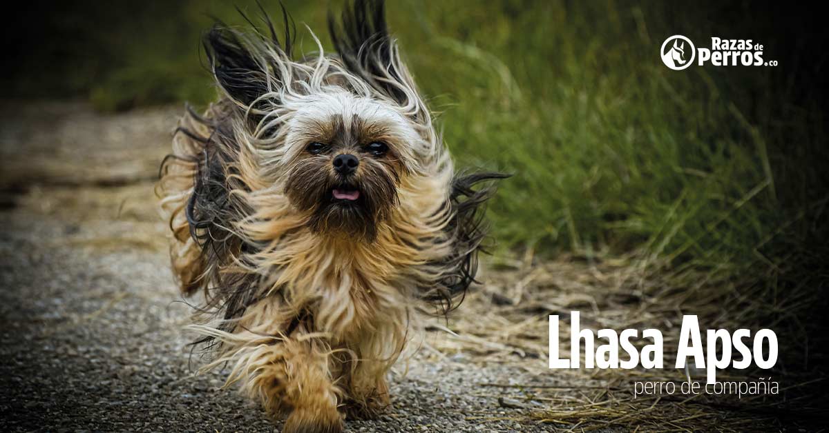 una raza de perro lhasa apso