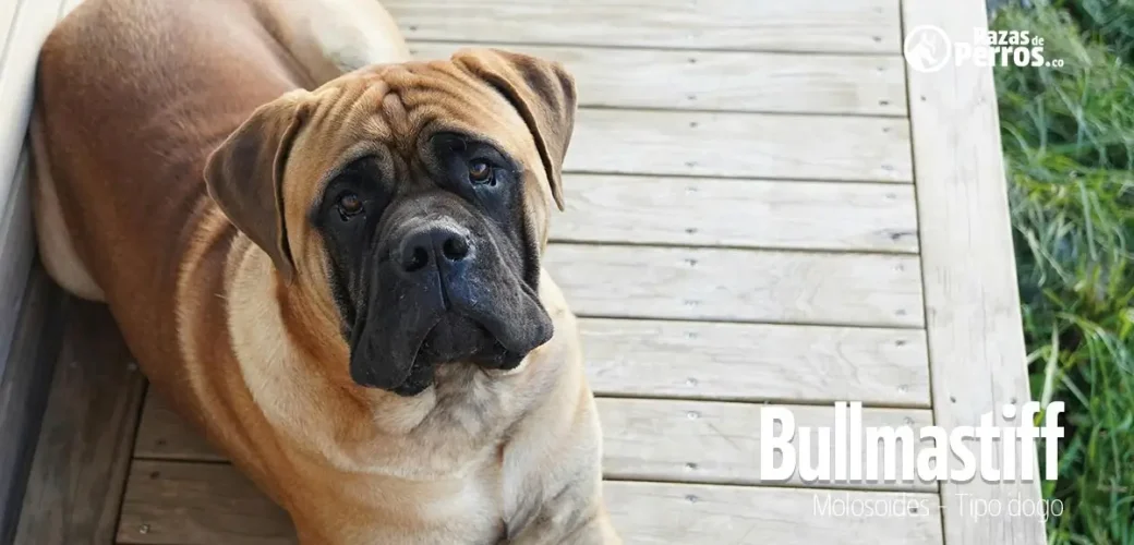 raza de perro bullmastiff