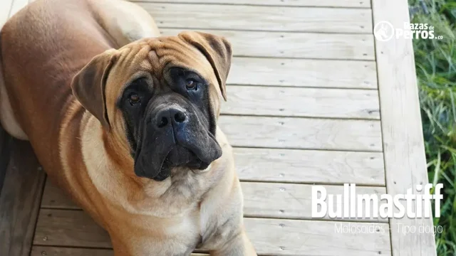 raza de perro bullmastiff