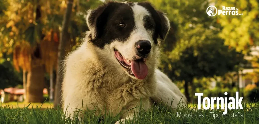 raza de perro tornjak