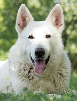perro de raza pastor blanco suizo
