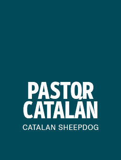 perro de raza pastor catalan