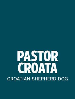 perro de raza pastor croata