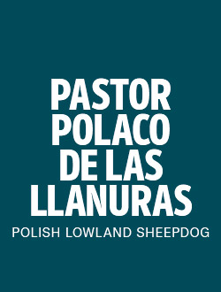perro de raza pastor polaco de las llanuras
