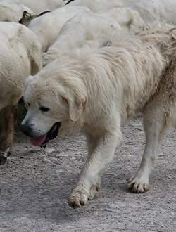 perro de raza pastor polaco de podhale