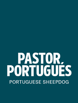 perro de raza pastor portugues