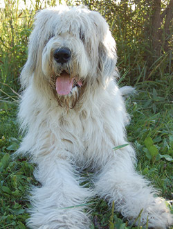 perro de raza pastor rumano de mioritza