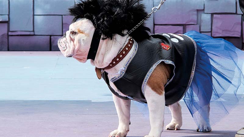 Bulldog ingles con disfraz