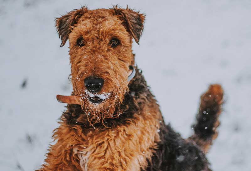 Airedale terrier macho en la nieve