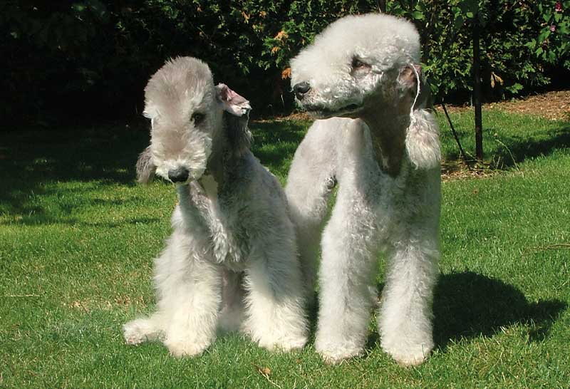 Dos bedlington terrier