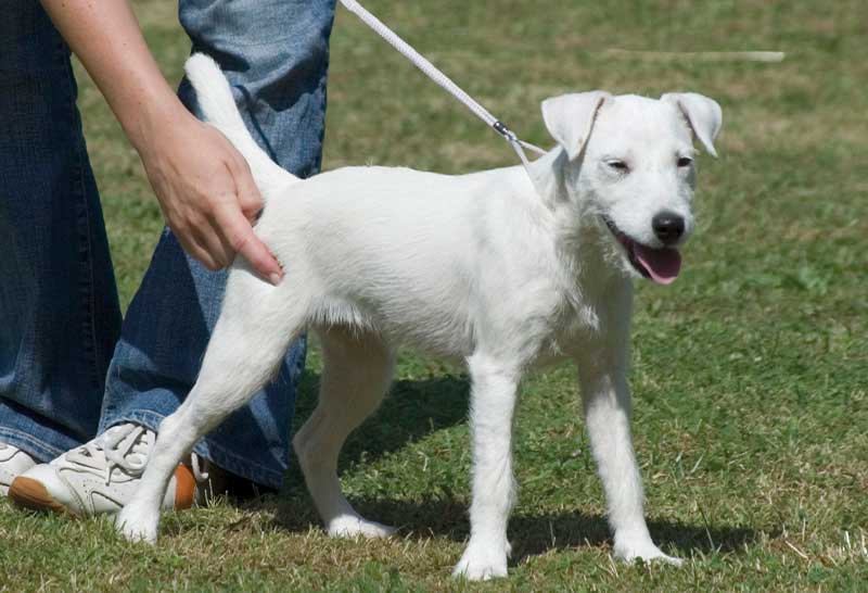 Perro parson russell terrier blanco