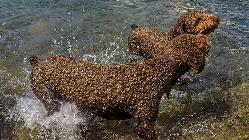 Dos perros de agua espanol color marron