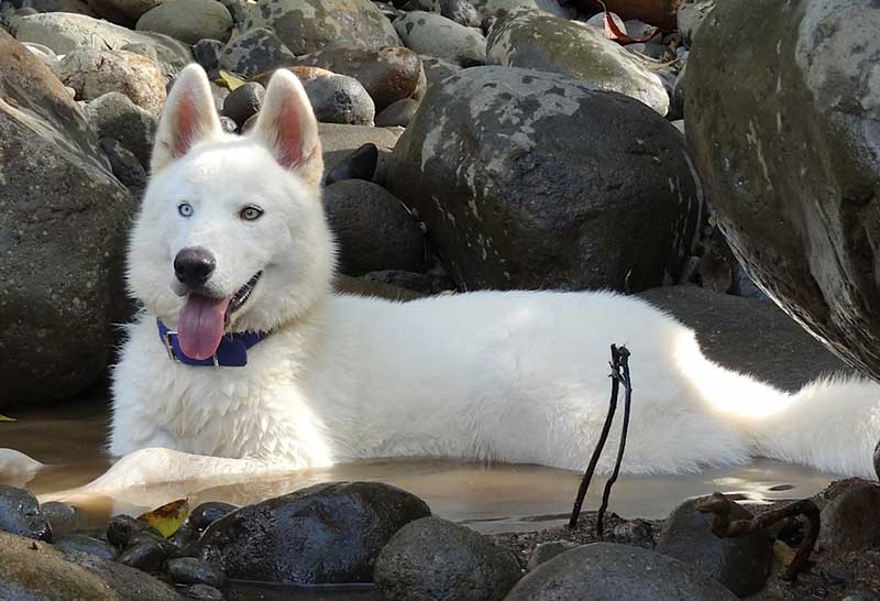 Husky siberiano blanco en el rio