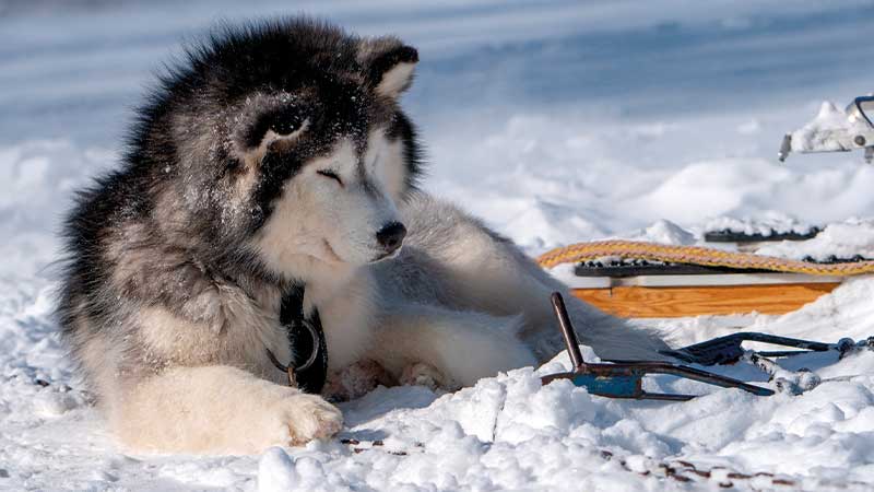 Husky siberiano de trineo acostado en la nieve