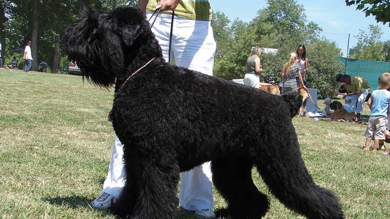 Terrier ruso negro en el parque