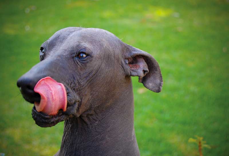 rostro del perro xoloitzcuintle