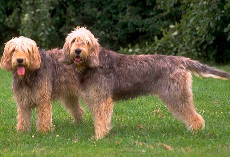 pareja de perros de raza perro de nutria