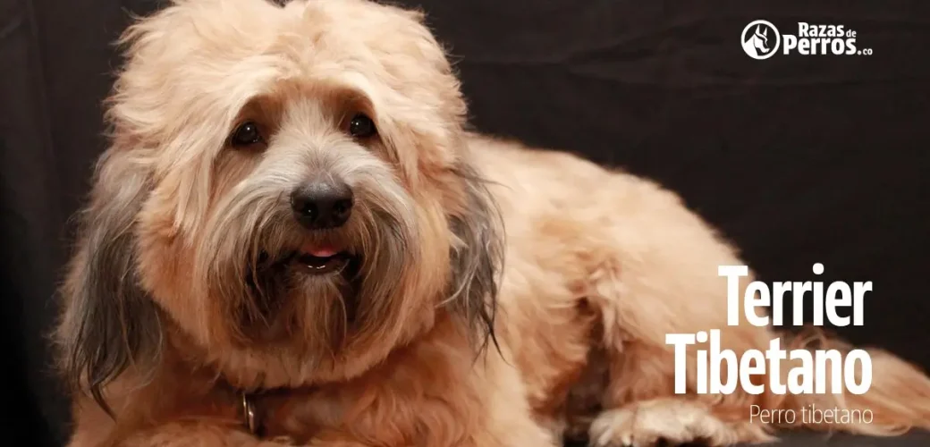 raza de perro terrier tibetano